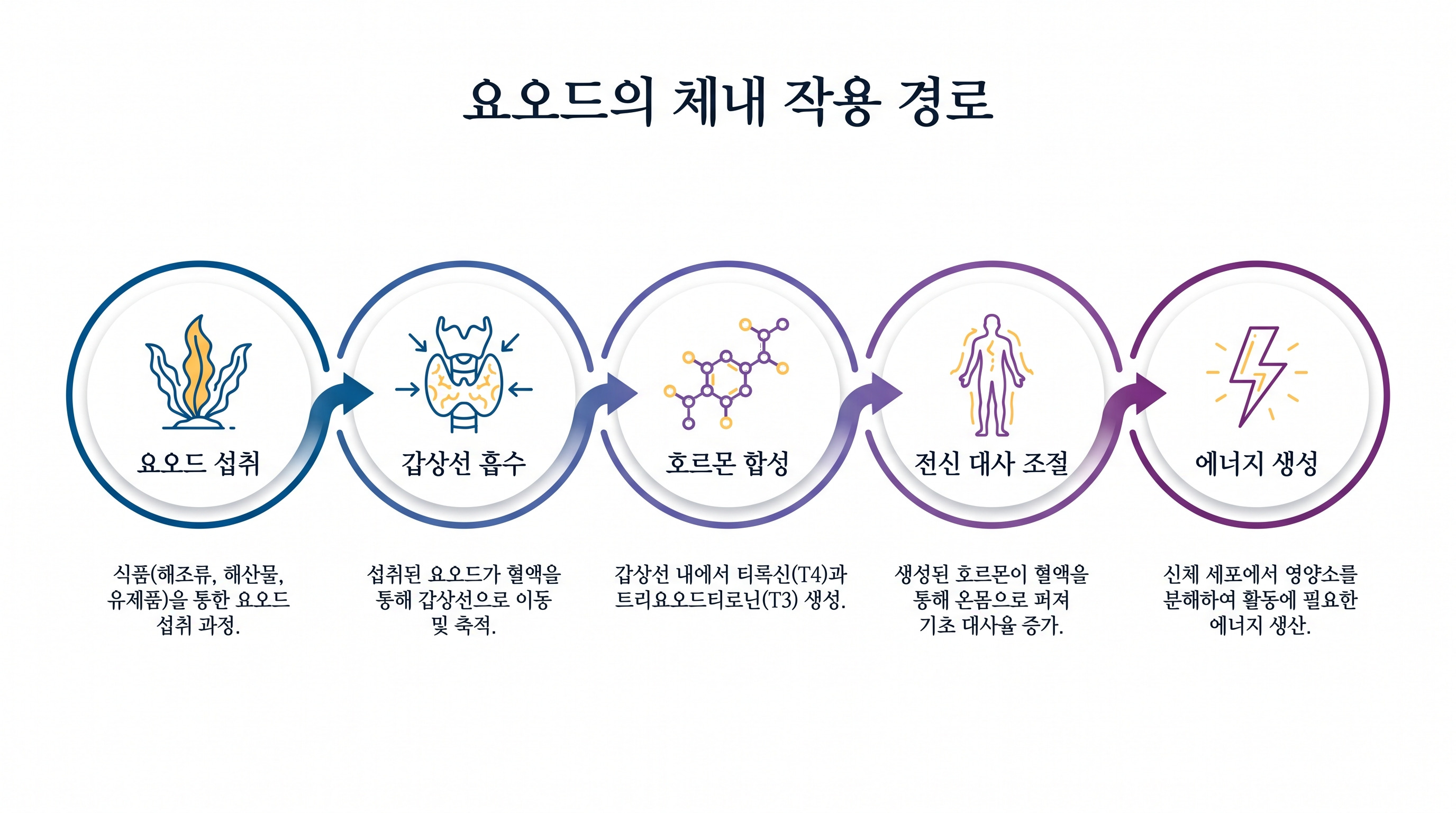 요오드가 갑상선 호르몬으로 전환되어 전신 대사를 조절하는 과정